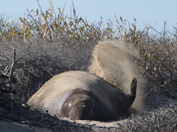 seal